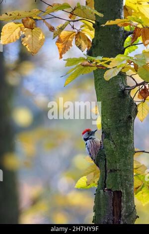 Mittelfleckspecht (Dendrocoptes medius) im Wald im Naturschutzgebiet Mönchbruch bei Frankfurt. Stockfoto