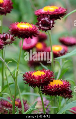 Helichrysum Bracteatum 'Dragon Fire', ewige Blume 'Dragon Fire', Strohblume 'Dragon Fire', Papierblumen 'Dragon Fire', Bracteantha bracteata. Stockfoto