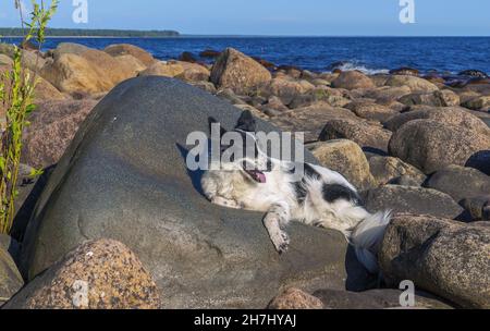 Der Hund liegt auf großen Felsen am Ufer des Ladoga-Sees. Leningrad, Vidlitsa. Stockfoto