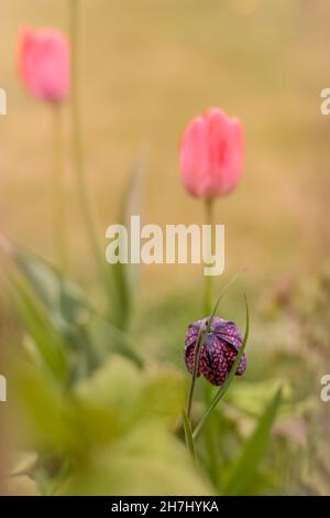 Frühlingshintergrund mit einer violetten Schachblume (Schlangenkopf) und zwei rosa Tulpen. Copyspace, flaches Tiefenfeld. Stockfoto