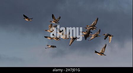 Pinkfoot-Gänse, die in das Sonnenlicht am späten Nachmittag fliegen, Salthouse, North Norfolk, East Anglia, Großbritannien Stockfoto