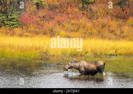 Elche auf Vegetationsbesuche im Kesselteich in der Wrangell-St. Elias-Nationalpark. Stockfoto