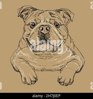 Realistische Bulldog Hund Vektor Hand Zeichnung Illustration isoliert auf braunem Hintergrund. Für Dekoration, Malbuch-Seiten, Design, Druck, Poster, Post Stock Vektor