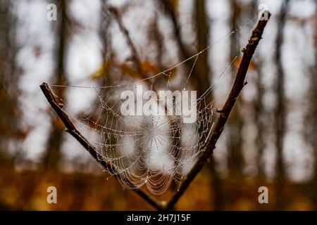 Astgabel mit gefrorenem Spinnennetz im Winter Stockfoto