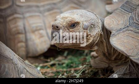 Aldabra Schildkröte aus nächster Nähe in natürlicher Umgebung Stockfoto