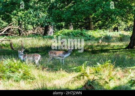 Hirsche im Knole Park bei Sevenoaks in Kent, England Stockfoto