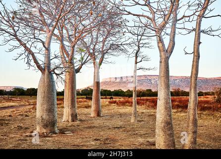 Ein Hain aus Wildschweinbäumen bei Sonnenaufgang mit der Cockburn Range an der Diggers Rest Station, Wyndham, Western Australia, Australien. Stockfoto