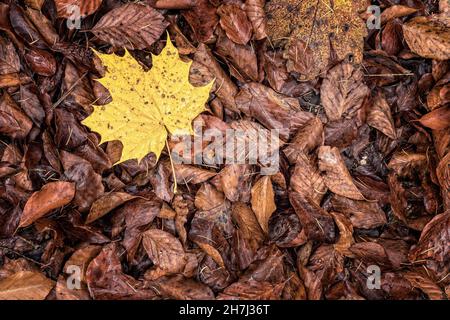 Vollbildaufnahme von braunen Herbstblättern und auf gelbem Ahornblatt Stockfoto