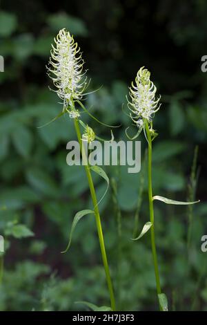 Ährige Teufelskralle, Weiße Teufelskralle, Teufelskralle, Phyteuma spicatum, Stachelrampion, La Raiponce en épi Stockfoto