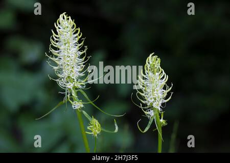 Ährige Teufelskralle, Weiße Teufelskralle, Teufelskralle, Phyteuma spicatum, Stachelrampion, La Raiponce en épi Stockfoto