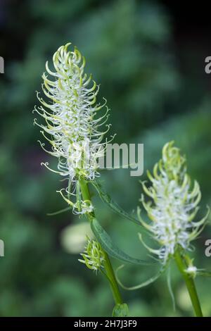 Ährige Teufelskralle, Weiße Teufelskralle, Teufelskralle, Phyteuma spicatum, Stachelrampion, La Raiponce en épi Stockfoto