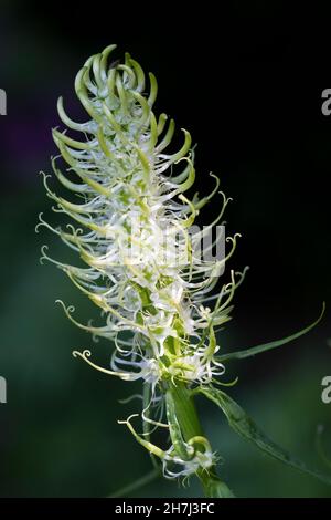 Ährige Teufelskralle, Weiße Teufelskralle, Teufelskralle, Phyteuma spicatum, Stachelrampion, La Raiponce en épi Stockfoto