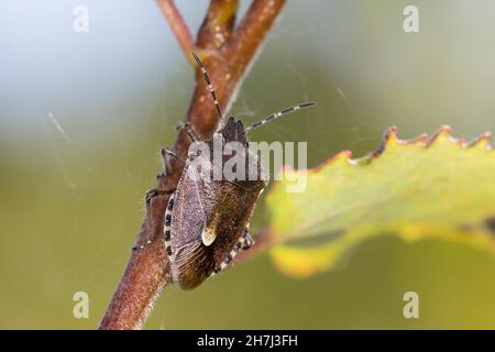 Beerenwanze, Beeren-Wanze, bräunliche Verfärbung im Herbst, Dolycoris baccarum, Schlehenkäfer, Schlehenkäfer, behaarte Schildkäfer, la Punaise des baies, la Pentatome Stockfoto
