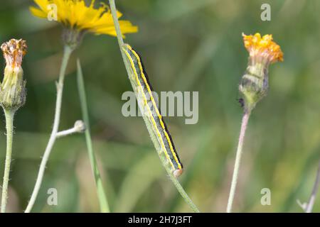 Erbseneule, Erbsen-Eule, Feldflur-Blättereule, Raupe, Ceramica pisi, Melanchra pisi, Besenfalter, Raupe, La noctuelle du pois, Eulenfalter, Noctu Stockfoto