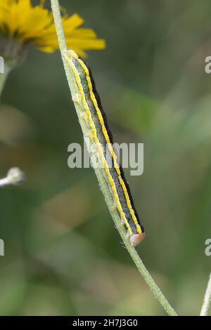 Erbseneule, Erbsen-Eule, Feldflur-Blättereule, Raupe, Ceramica pisi, Melanchra pisi, Besenfalter, Raupe, La noctuelle du pois, Eulenfalter, Noctu Stockfoto