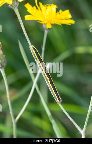 Erbseneule, Erbsen-Eule, Feldflur-Blättereule, Raupe, Ceramica pisi, Melanchra pisi, Besenfalter, Raupe, La noctuelle du pois, Eulenfalter, Noctu Stockfoto