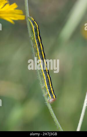 Erbseneule, Erbsen-Eule, Feldflur-Blättereule, Raupe, Ceramica pisi, Melanchra pisi, Besenfalter, Raupe, La noctuelle du pois, Eulenfalter, Noctu Stockfoto