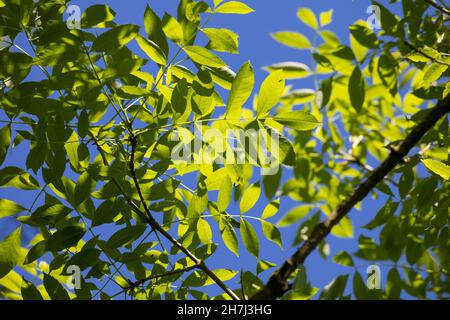 Esche, Gemeine Esche, Gewöhnliche Esche, Blatt, Blätter, Laub, Fraxinus excelsior, Gemeine Esche, Europäische Esche, Blatt, Leaves, Le Frêne commun, Frêne élev Stockfoto