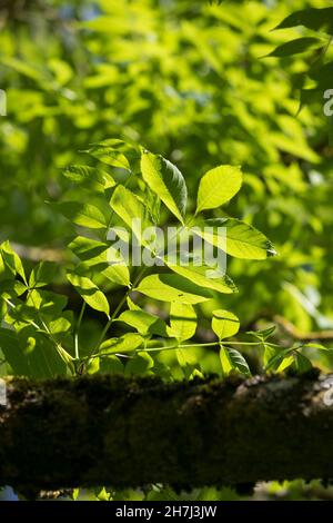 Esche, Gemeine Esche, Gewöhnliche Esche, Blatt, Blätter, Laub, Fraxinus excelsior, Gemeine Esche, Europäische Esche, Blatt, Leaves, Le Frêne commun, Frêne élev Stockfoto