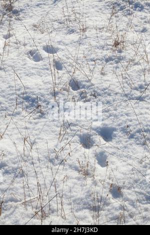 Feldhase, Feld-Hase, Hase, Hasen, Trittsiegel, Spur, Pfotenabrücke, Fußspur im Schnee, Lepus europaeus, Lepus capensis, Braunhase, Hase, Hase, Liè Stockfoto