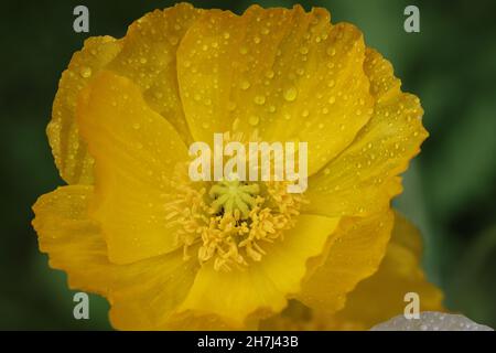 Nahaufnahme einer schönen Mohnblume mit kleinen Regentropfen auf den Blütenblättern Stockfoto