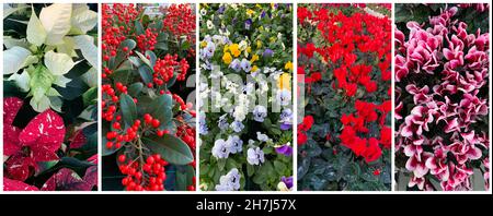 Schöne Collage aus bunten Herbstblumen. Floraler Hintergrund. Stockfoto