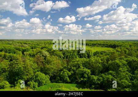 Weiße Wolken fliegen in tiefblauem Himmel über grünem Wald Stockfoto