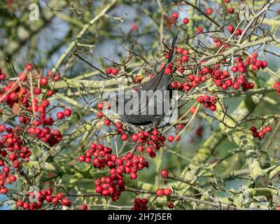 Blackbird Turdus merula Männchen füttert an Beeren im Weißdorn Heckenau Norfolk Stockfoto