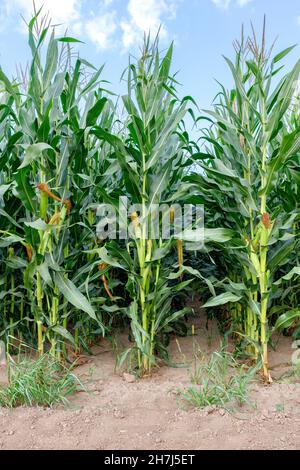 Hohe Maisstiele auf einem landwirtschaftlichen Feld reifen an einem Sommertag in gleichmäßigen Reihen vor blauem Himmel. Vertikales Bild. Speicherplatz kopieren. Stockfoto