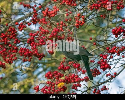 Blackbird Turdus merula Männchen füttert an Beeren im Weißdorn Heckenau Norfolk Stockfoto