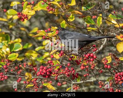 Blackbird Turdus merula Männchen füttert an Beeren im Weißdorn Heckenau Norfolk Stockfoto