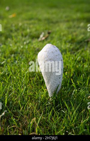 Auf einem Gartenrasen wächst die zottelige Tintenfisch-Mütze (Coprinus comatus), auch als Anwaltsperücke bekannt Stockfoto
