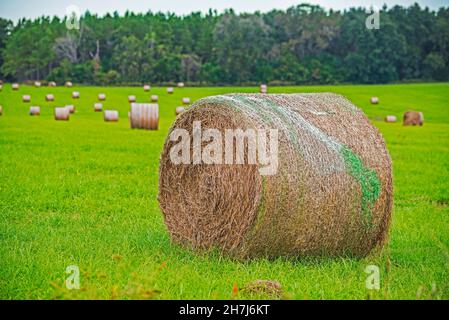 In der kleinen Stadt High Springs im Norden Floridas sitzen auf einem grünen Gras geerntete Heurollen. Stockfoto