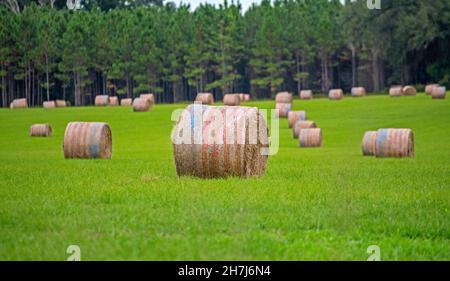 In der kleinen Stadt High Springs im Norden Floridas sitzen auf einem grünen Gras geerntete Heurollen. Stockfoto