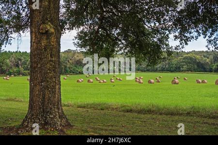 In der kleinen Stadt High Springs im Norden Floridas sitzen auf einem grünen Gras geerntete Heurollen. Stockfoto