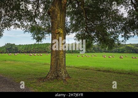 In der kleinen Stadt High Springs im Norden Floridas sitzen auf einem grünen Gras geerntete Heurollen. Stockfoto