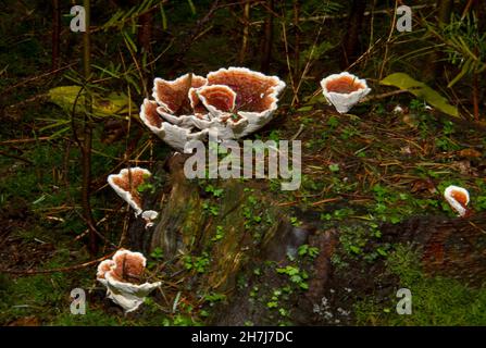 Die fruchtenden Körper des Wurzelfäulepilzes Heterobasidion annosum auf dem Baumstumpf im Wald Stockfoto