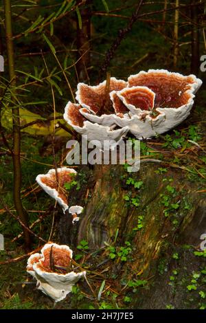 Die fruchtenden Körper des Wurzelfäulepilzes Heterobasidion annosum auf dem Baumstumpf im Wald Stockfoto