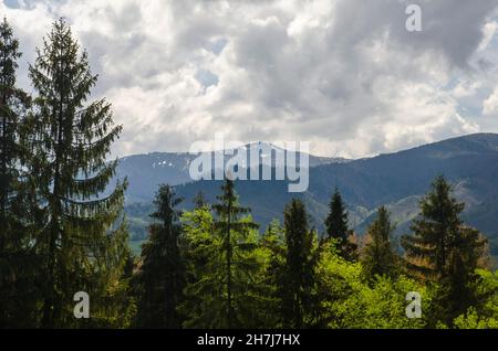 Tief im Bergwald. Berge bedeckt mit Schnee und grünen Waldbäumen. Natürlicher Hintergrund Stockfoto