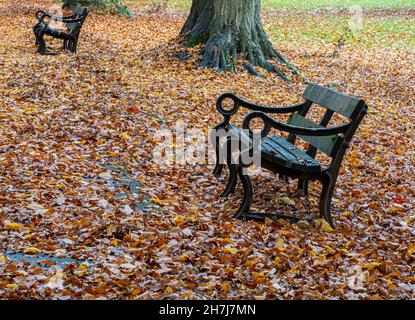 Bänke im Herbst Buchen Blätter auf der Promenade in Clifton Village Bristol UK Stockfoto