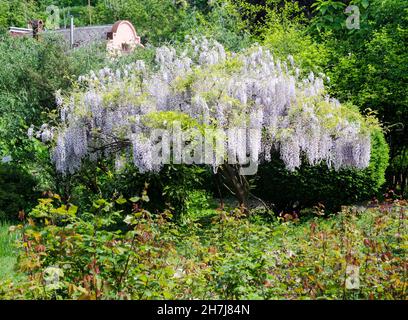 Lila Akazie in voller Blüte, Sommergarten Stockfoto