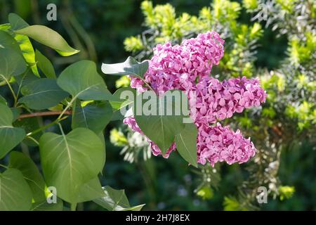 Fliederblumen blühen im Frühling und sind von viel Grün umgeben. Stockfoto