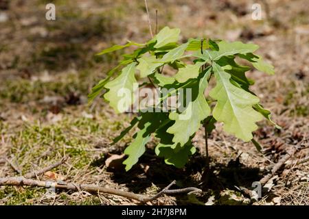 Junge kleine Eiche wächst im frühen Frühling auf einem Waldboden Stockfoto