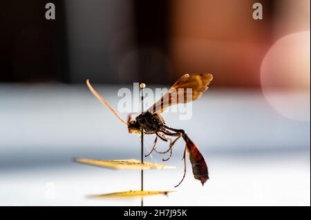 Geflemmte Ichneumonwespe in einer Entomologie-Insektensammlung Stockfoto