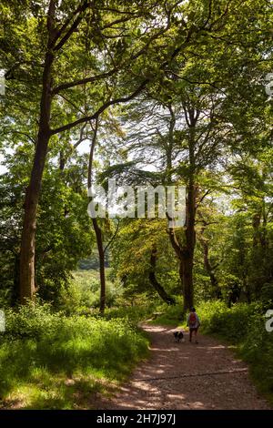 Eine Wandererin und ihr Hund auf dem Waldweg, der als Georgian Ride bekannt ist, The Lost Gardens of Heligan, Pentewan, St.Austell, Cornwall, Großbritannien Stockfoto