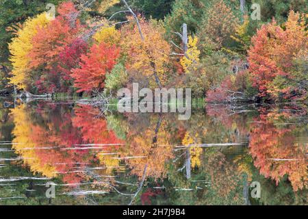 Farbenfrohe und friedliche Herbstszene im malerischen New England. Spiegelbild Spiegelung von lebendiger Herbstfärbung auf ruhiger Oberfläche eines baumbehallten Teiches. Stockfoto