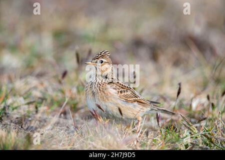 Eurasische Feldlerche (Alauda arvensis), die im Frühjahr auf dem Boden forstiert Stockfoto