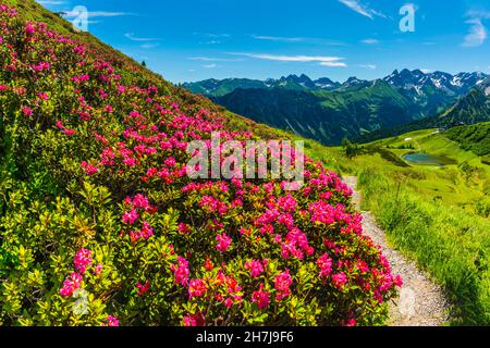 Alpenrosenblüte, Panorama vom Fellhorn über den Schlappoldsee und Bergstation der Fellhornbahn bis zum zentralen Hauptkamm des Allgä Stockfoto