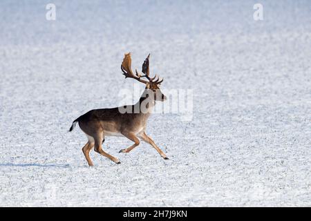 Damwild (Dama dama) Buck läuft über schneebedecktes Feld im Winter Stockfoto