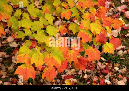 Wechselnde Jahreszeiten - der Übergang der Natur von Sommer zu Herbst. Farbenfrohe Ahornblätter; einige noch grün, andere wechseln zu Herbstfarben. Stockfoto